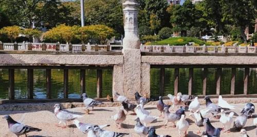 厦门+泉州8日7晚拼小团·『真纯玩·找棒糖』帆船出海遇海豚+沙滩下午茶+北斗七星观景台+簪花+老渔港CityWalk
