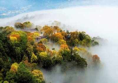 霜降过后去福州找旅行社怎么玩？鼓岭蓝雪花、西湖菊展与高架花带一次说清