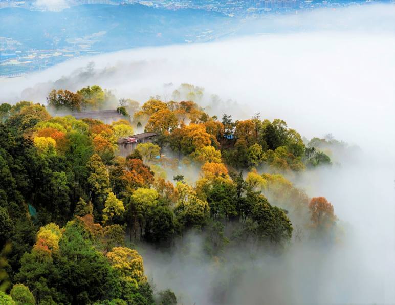 霜降过后去福州找旅行社怎么玩？鼓岭蓝雪花、西湖菊展与高架花带一次说清